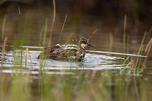 Odinshühnchen (Phalaropus lobatus)