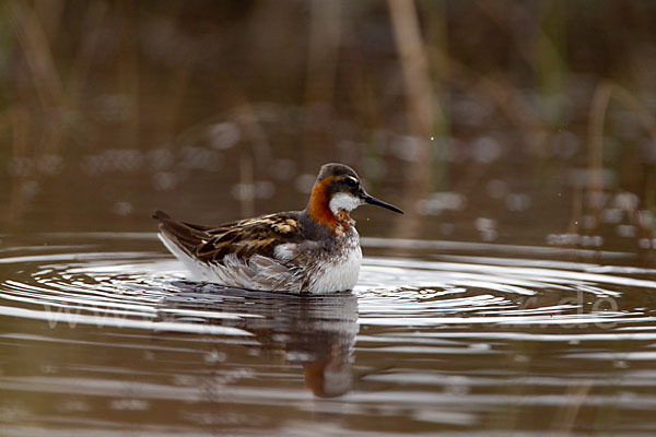 Odinshühnchen (Phalaropus lobatus)