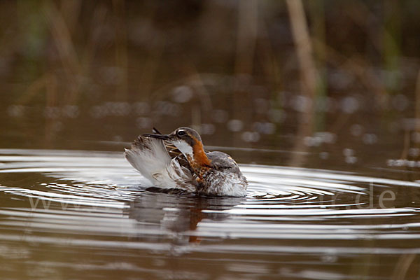 Odinshühnchen (Phalaropus lobatus)