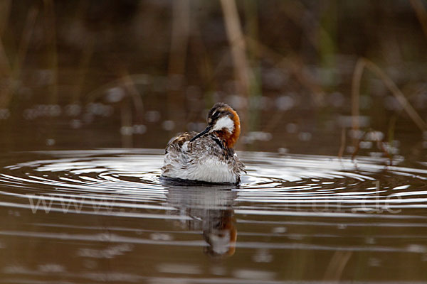 Odinshühnchen (Phalaropus lobatus)