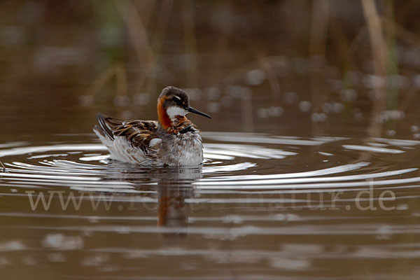 Odinshühnchen (Phalaropus lobatus)