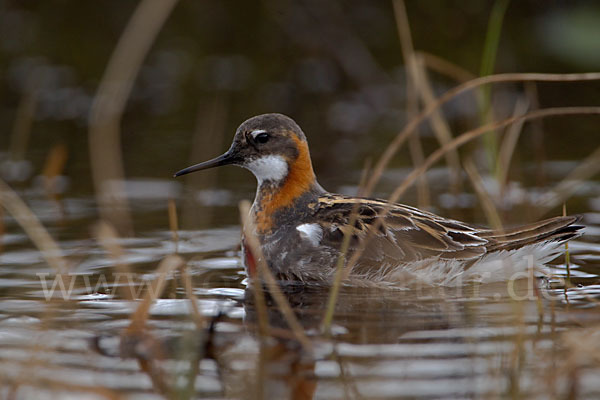 Odinshühnchen (Phalaropus lobatus)