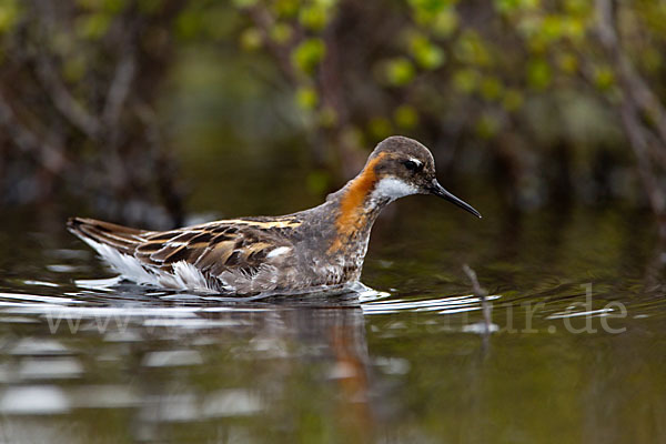 Odinshühnchen (Phalaropus lobatus)