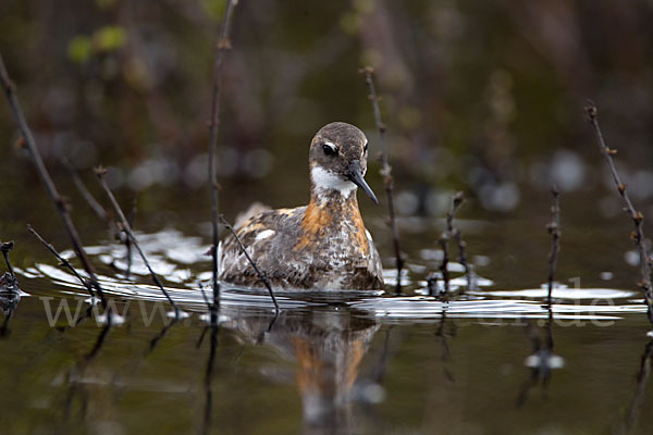 Odinshühnchen (Phalaropus lobatus)