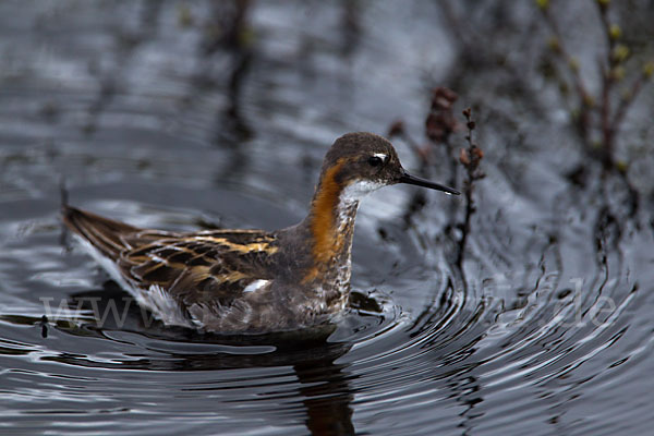 Odinshühnchen (Phalaropus lobatus)