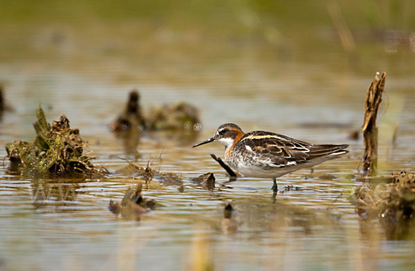 Odinshühnchen (Phalaropus lobatus)