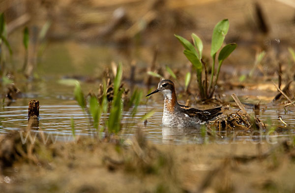 Odinshühnchen (Phalaropus lobatus)