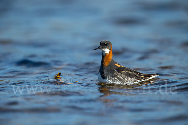 Odinshühnchen (Phalaropus lobatus)