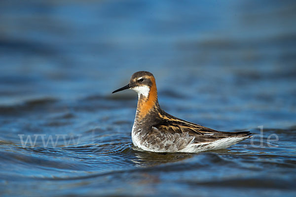 Odinshühnchen (Phalaropus lobatus)