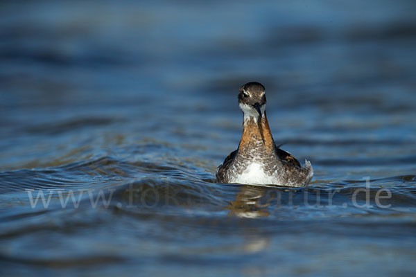 Odinshühnchen (Phalaropus lobatus)