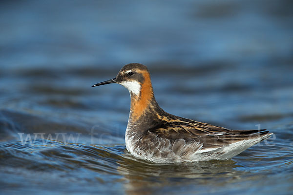 Odinshühnchen (Phalaropus lobatus)