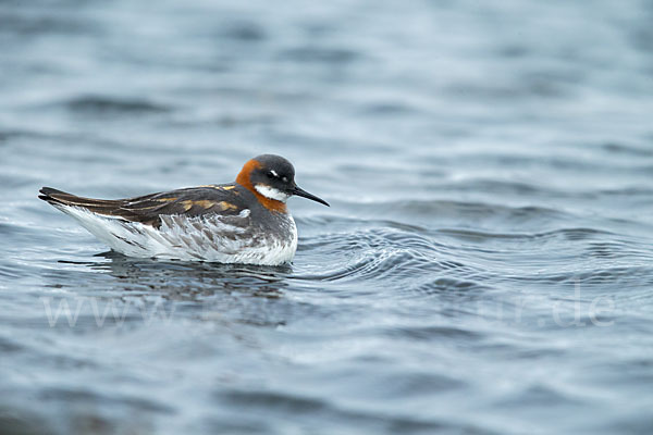 Odinshühnchen (Phalaropus lobatus)