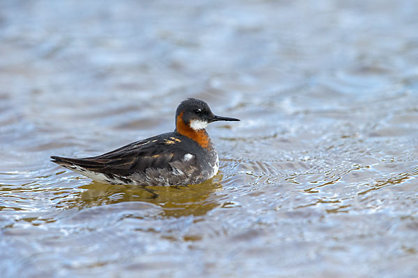 Odinshühnchen (Phalaropus lobatus)