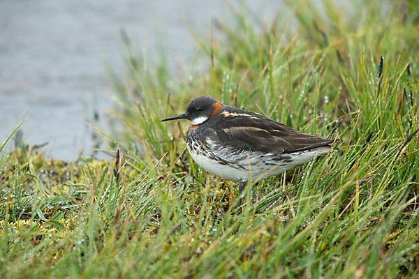 Odinshühnchen (Phalaropus lobatus)