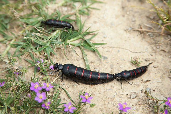 Oelkäfer spec.1 (Berberomeloe majalis)