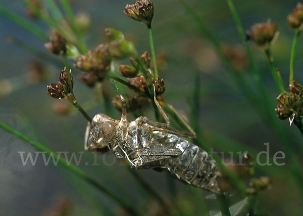 Oestliche Moosjungfer (Leucorrhinia albifrons)