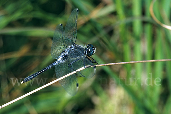 Oestliche Moosjungfer (Leucorrhinia albifrons)