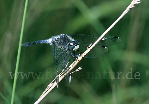 Oestliche Moosjungfer (Leucorrhinia albifrons)