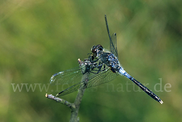 Oestliche Moosjungfer (Leucorrhinia albifrons)