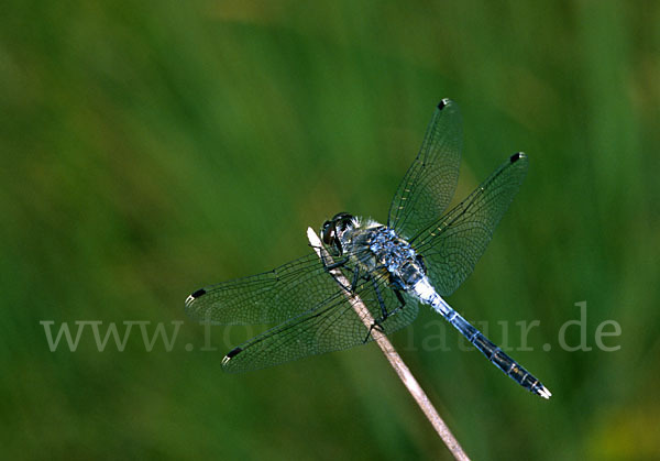 Oestliche Moosjungfer (Leucorrhinia albifrons)