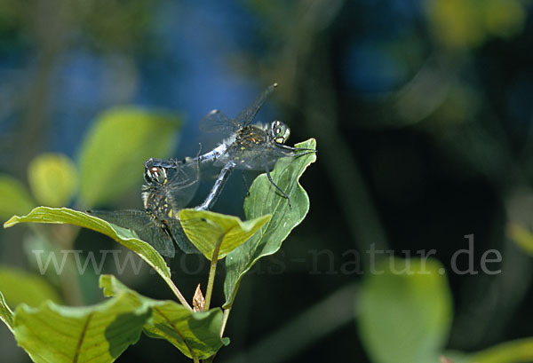 Oestliche Moosjungfer (Leucorrhinia albifrons)