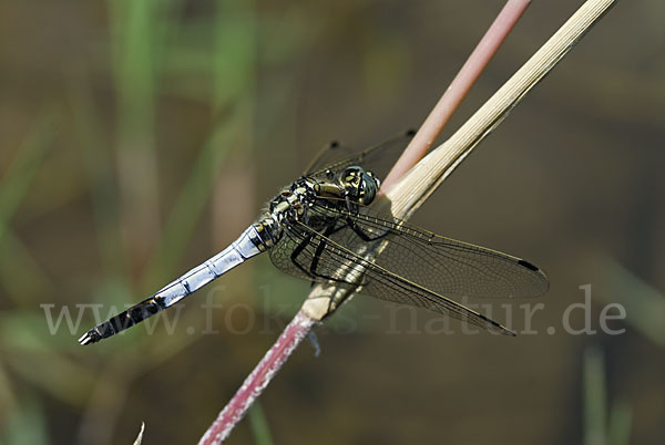 Oestlicher Blaupfeil (Orthetrum albistylum)