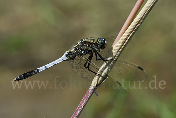 Oestlicher Blaupfeil (Orthetrum albistylum)