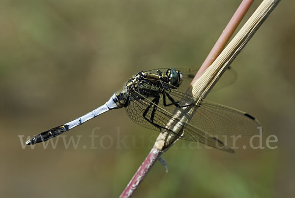 Oestlicher Blaupfeil (Orthetrum albistylum)