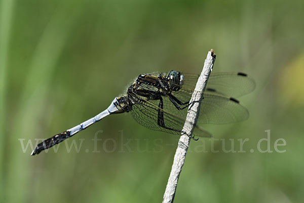 Oestlicher Blaupfeil (Orthetrum albistylum)