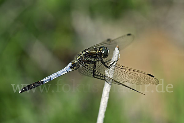 Oestlicher Blaupfeil (Orthetrum albistylum)