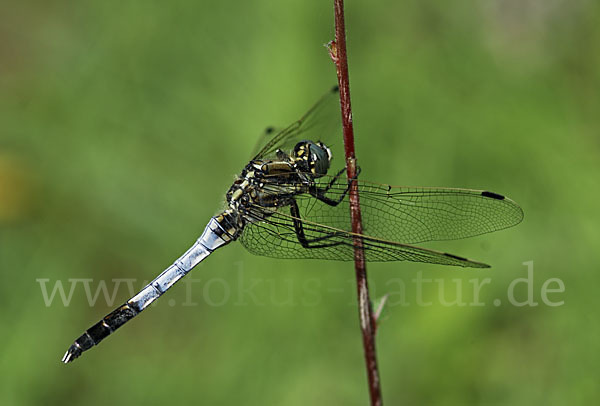 Oestlicher Blaupfeil (Orthetrum albistylum)