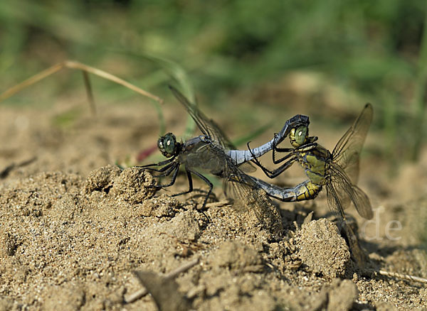 Oestlicher Blaupfeil (Orthetrum albistylum)