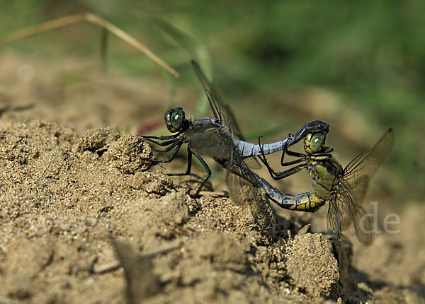 Oestlicher Blaupfeil (Orthetrum albistylum)