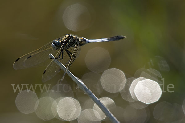 Oestlicher Blaupfeil (Orthetrum albistylum)