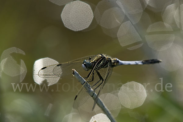 Oestlicher Blaupfeil (Orthetrum albistylum)