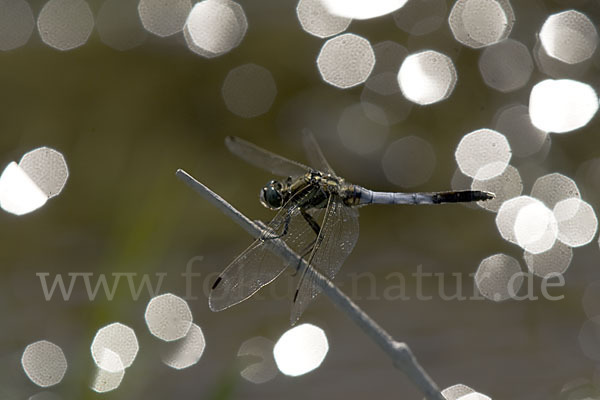 Oestlicher Blaupfeil (Orthetrum albistylum)