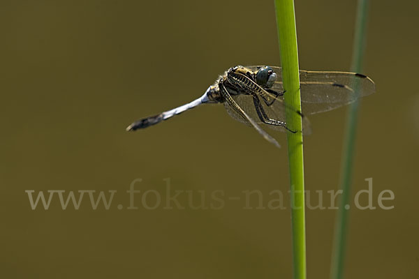 Oestlicher Blaupfeil (Orthetrum albistylum)