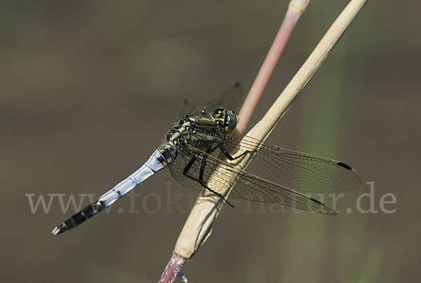 Oestlicher Blaupfeil (Orthetrum albistylum)