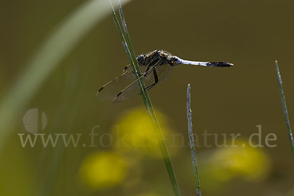 Oestlicher Blaupfeil (Orthetrum albistylum)