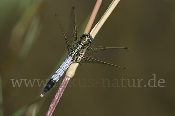 Oestlicher Blaupfeil (Orthetrum albistylum)