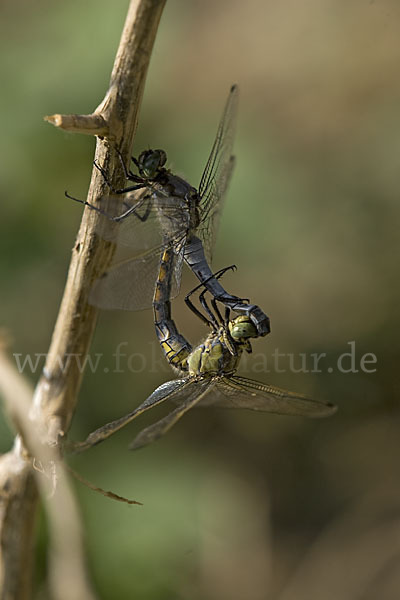 Oestlicher Blaupfeil (Orthetrum albistylum)