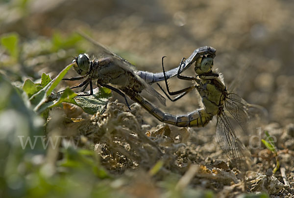 Oestlicher Blaupfeil (Orthetrum albistylum)