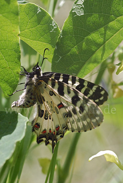 Oestlicher Osterluzeifalter (Allancastria cerisy)