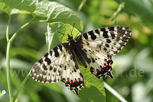 Oestlicher Osterluzeifalter (Allancastria cerisy)