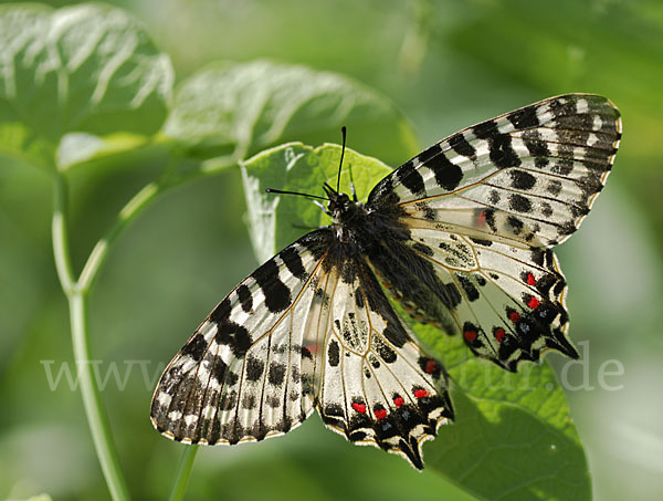 Oestlicher Osterluzeifalter (Allancastria cerisy)