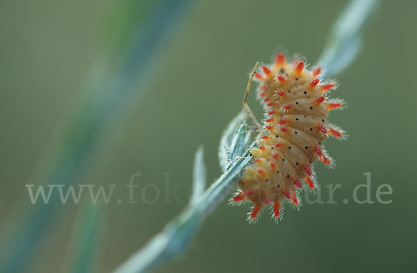 Oestlicher Osterluzeifalter (Allancastria cerisy)