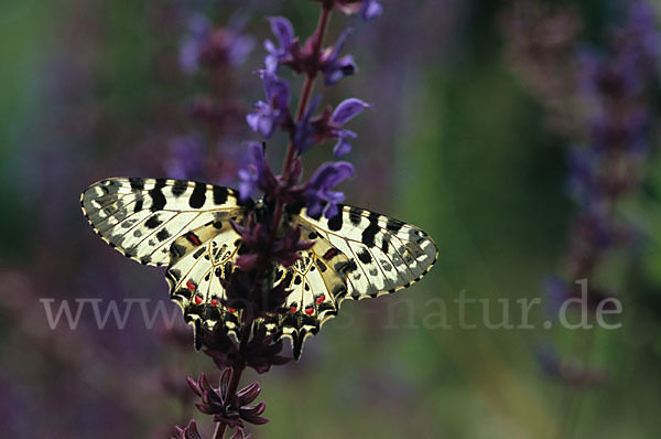 Oestlicher Osterluzeifalter (Allancastria cerisy)