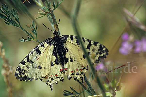 Oestlicher Osterluzeifalter (Allancastria cerisy)