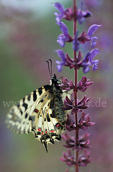 Oestlicher Osterluzeifalter (Allancastria cerisy)