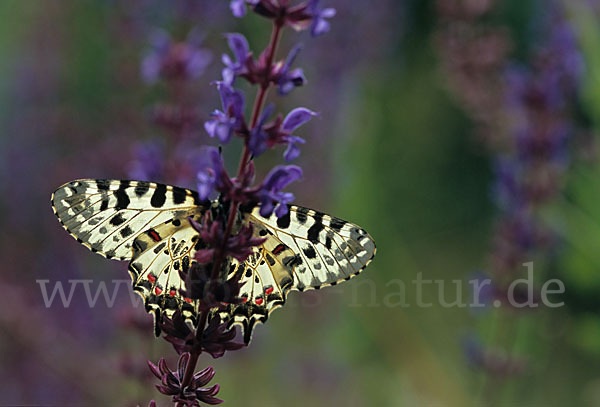 Oestlicher Osterluzeifalter (Allancastria cerisy)